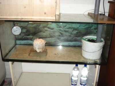 DSC05743klein.JPG (53.86 KiB) 27634 mal betrachtet Die Fruchtungkammer:<br />auf dem Aquarium befindet sich in einem Sperrholzkasten eine 7W energiesparlampe die über eine Zeitschaltuhr gesteuert ist. Rechts im Aquarium ist meine konstruktion zur Luftbefeuchtung/ Luftaustausch.