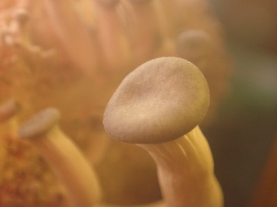 Der Hut des Größten Pilzes... die Farbe ist silbrig Grau- glänzend... kommt aufgrund der Belichtung erscheints bräunlich