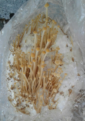 20201109_091314-2-1.jpg (1.36 MiB) 22111 mal betrachtet Unicornsack 20% Legefutter