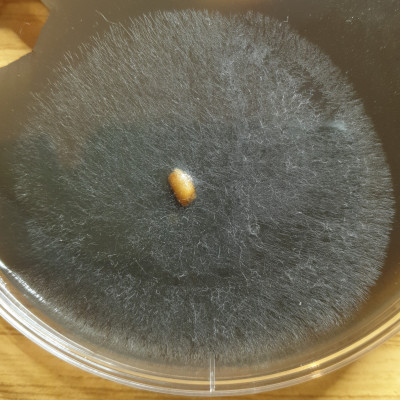 IMG_20210422_235429.jpg (1.48 MiB) 22082 mal betrachtet IMG_20210422_235429.jpg