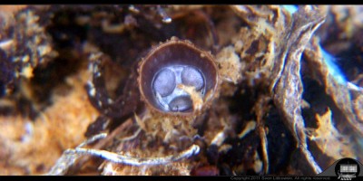 - 2011-06-19 - Saw Dust Mushrooms - Small 1000px - 006.jpg