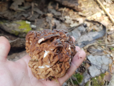 Hier ist die hirnartige Struktur der Frühjahrslorchel gut zu erkennen.