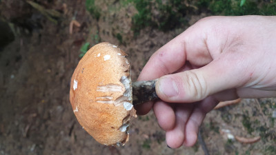 Endlich eine wunderbare Espenrotkappe - Rotkappen sind viel besser von der Konsistenz als ihre Verwandten die Birkenpilze, sogar fester als Steinpilze aber nicht so geschmackvoll, sie lassen sich jedoch wunderbar mit Steinpilzen mischen. Auch allein sind sie recht gut.