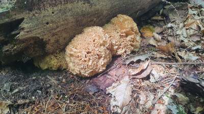 Die ist im Idealzustand, natürlich lässt sie sich schon früher gut ernten was ich auch öfters mache aber so hätte man am meisten von dem Pilz.