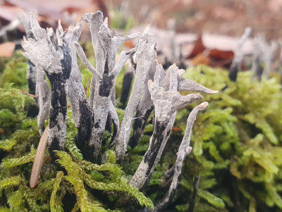 Die Geweihförmige Holzkeule, momentan auf vielen Stümpfen in z. B. Buchenwäldern zu finden. Zusammen mit meist einigen anderen Holzzersetzenden Pilzen und Moosen welche das Holz überziehen bilden sie wunderbare Fotomotive und sind allemal einer Betrachtung wert auch wenn sie nichts für den Sammelkorb sind.