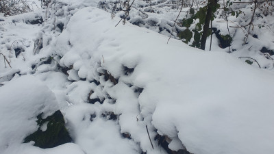 Unterm Schnee verstecken sich reichlich Fruchtkörper.