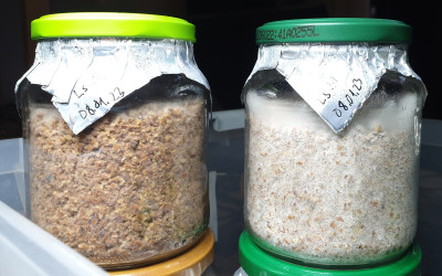 IMG_20230127_161518_klein.jpg (405.57 KiB) 16033 mal betrachtet Das ist der Stand von heute.