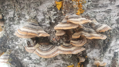 Schmetterlingstrameten (Trametes versicolor)