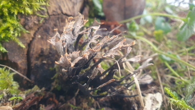 Geweihförminge Holzkeule (Xylaria hypoxylon)