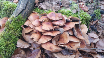 Auf einem alten, bemoosten Buchenstubben drängen sich mehrere Büschel aus dem Holz hervor.