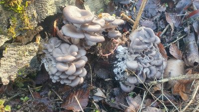 Und herrliche Austernseitlinge (Pleurotus ostreatus), auch wenn wir sie den Winter über sehr oft hatten ein immer noch gern gesehener Fund, vor allem bei der Qualität.