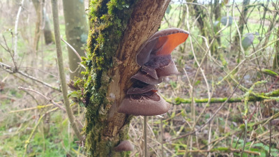 Judasohren (Auricularia auricula-judae) gibt es momentan noch recht zahlreich an Holunder zu finden, teils sind die Fruchtkörper schon etwas angetrocknet, das stellt jedoch kein Problem dar. Den Fruchtkörper stört es nicht, denn dieser Wächst nach erneuter Feuchtigkeitszufur weiter, deswegen können wir problemlos solche Fruchtkörper sammeln.