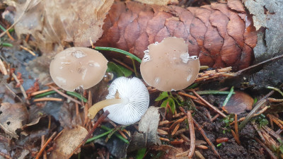 In Fichtenwäldern ist momentan der Fichtenzapfenrübling (Strobilurus esculentus) zu finden, das Sammeln ist allerdings recht mühsam jedoch trotzdem immer schön.