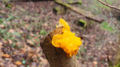 Der Goldgelbe Zitterling (Tremella mesenterica), ein Speisepilz, den man wie das Judasohr verwenden kann.