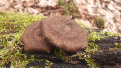 Wunderschön aber leider ebenfalls ungenießbar sind die Winter-Stielporlinge (Lentinus brumalis).