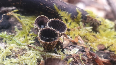 Alte Fruchtkörper (aus dem Vorjahr) des Gestreiften Teuerlings (Cyathus striatus).