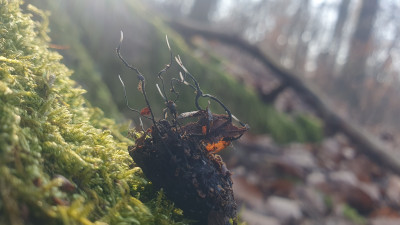 Die Bucheckerfruchtschalen-Holzkeule (Xylaria carpophila) - einer der momentan wohl häufigsten Pilze in Buchenwäldern, allerdings versteckt unter der Laubstreu auf angerotteten Bucheckerfruchtschalen.