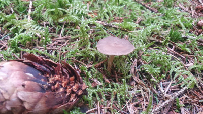 Im Gegensatz zum ungenießbaren Fichtenzapfenhelmling (Mycena strobilicola) von dem es heute keine Exemplare zu finden gab niemals mit Chlorgeruch.