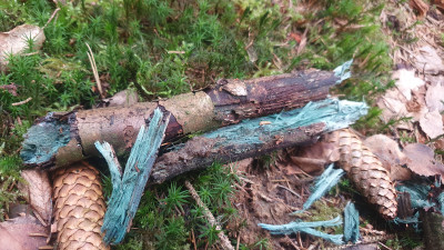 Zu guter letzt ein sehr schöner und besonderer Fund für mich, einer der Grünspanbecherlinge (Chlorociboria spec.) beziehungsweise das von ihm besiedelte Holz, leider ohne Fruchtkörper. Aufgrund des Farbstoffs Xylindein weist dieses eine bläulich grünliche Färbung auf, deswegen wird hier von einer &quot;Grünfäule&quot; gesprochen, jedoch handelt es sich lediglich um eine Weißfäule. Wegen des Farbstoffs sehen diese Hölzchen eben so herrlich aus.<br />Kleinsporiger (Chlorociboria aeruginascens) und Großsporiger Grünspanbecherling (Chlorociboria aeruginosa) sind nur mikroskopisch zu trennen.