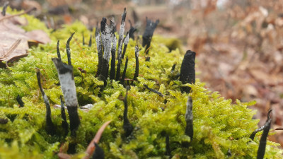 Geweihförminge Holzkeulen (Xylaria hypoxylon), hier noch mit den weißen Konidiosporen.