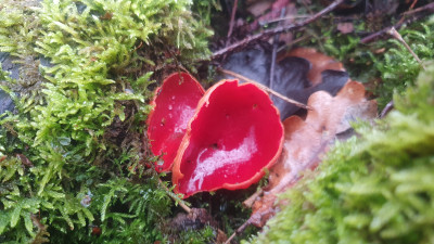 Zwei herrliche Kelchbecherlinge (Sarcoscypha spec.), sie bevorzugen basenreiche/ kalkhaltige Standorte.