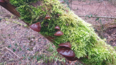 Die Judasohren (Auricularia auricula-judae), welche vor kurzer Zeit noch vertrocknet am Holunder hingen haben sich nun wieder gut mit Wasser vollgesogen um weiter zu wachsen.