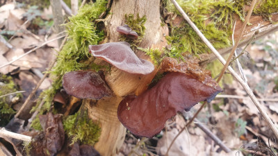 Lohnenswert sind also Holunder an Stellen wo sich die Feuchtigkeit gut hält, gerne Auenwälder, dichte Gebüsche oder bodennahe und noch besser auf dem Boden aufliegende Äste.