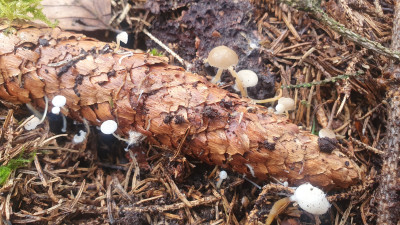 Auch an den Fichtenzapfen regt sich wieder etwas, nach dem Regen treiben etliche Fruchtkörper der Fichtenzapfenrüblinge (Strobilurus esculentus) aus.