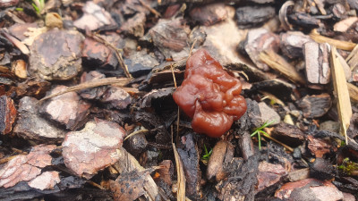 Auch die potenziell tödlich giftigen Frühjahrslorcheln (Gyromitra esculenta) Welche sich bei mir im Vorgarten aus dem Rindenmulch hervordrücken gefällt der Regen, mittlerweile konnte ich 9 dieser hirnartigen Fruchtkörper entdecken.