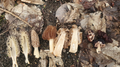 Hier mal ein Vergleich von Spitzmorchel (Morchella sp.), Böhmische Verpel (Verpa bohemica) und dem potenziell tödlich giftigen Verwechslungspartner Frühjahrslorchel (Gyromitra esculenta). <br />Gut zu sehen ist die wabenartige Struktur der Morchel, welche bei der Spitzmorchel eher längsrippenartig ausgeprägt ist, außerdem sind Morcheln beim Schnittbild immer hohl. Verpeln weisen dagegen eine hirnartige Struktur auf, wobei diese auch eher längs orientiert ist, der Stiel ist wattearig gefüllt und nur an der Stielspitze mit dem Hut verwachsen. Lorcheln weisen dagegen einen unregelmäßig hirnartig geformten Hut auf, sie sind nicht vollständig hohl, sondern weisen einzelne hohle Kammern im Schnittbild auf.