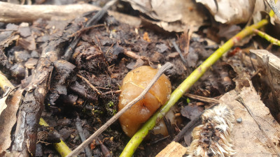 Und hier die Fingerhutverpel, sie kommt deutlich später, ist allgemein kleinerbleibemd und weist einen glatten, allenfalls schwach gerunzelten Hut auf. Diesen Pilz finde ich gerne im dichten Gestrüpp unter Schlehe, Hartriegel, Weißdorn aber nun auch unter Pappel zwischen denen ein paar wenig dieser Sträucher wachsen mitten im Habitat der Böhmischen Verpel.