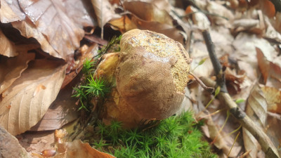 Flockenstieliger Hexenröhrling (Neoboletus erythropus)