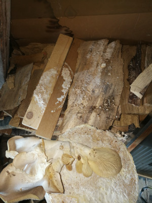 ins Holz gewachsen.jpg