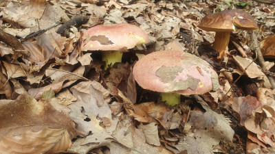 Das regnerische Wetter hat auch unsere Majestät den Königsröhrling (Butyriboletus regius) in eindrucksvollen Gruppen wachsen lassen, er ist ziemlich selten, breitet sich am Standort jedoch gut aus, mittlerweile sind mir etliche Vorkommen bekannt.