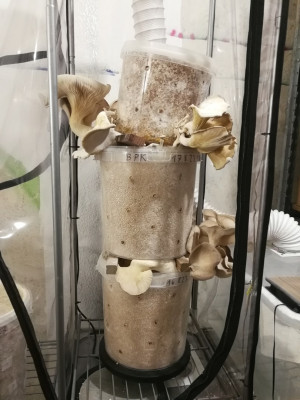 mit mehr Umluft werden die Pilze größerkomprimiert.jpg