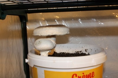 Champignon Ernte-1.JPG