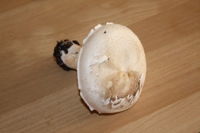 Champignon Ernte-3.JPG