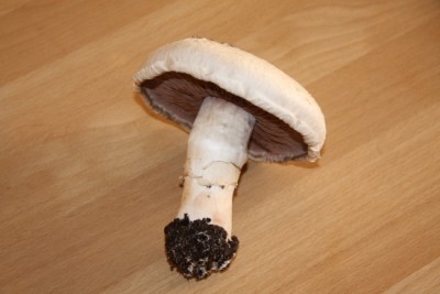 Champignon Ernte-4.JPG