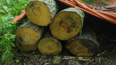 igelstachelbart leicht besiedelt? schon eingraben?