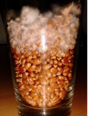 Unbenannt.jpg (206.53 KiB) 28129 mal betrachtet Am 17.01. KS beimpft Topspawn